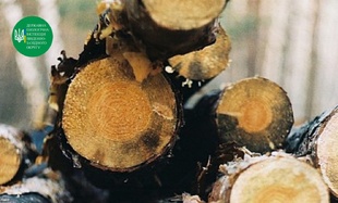 "Чорні лісоруби" знищили в Березівському районі Одещини дерева на 8 мільйонів