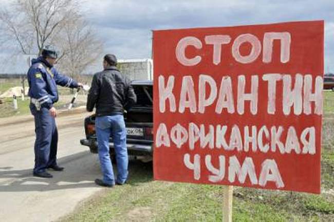 Свинохозяйства в Одесской области перейдут на закрытый режим работы из-за чумы