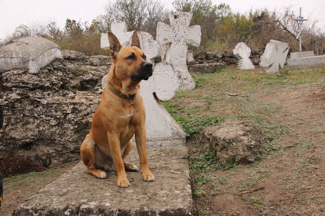 Сотниківський цвинтар: найбільше козацьке кладовище України