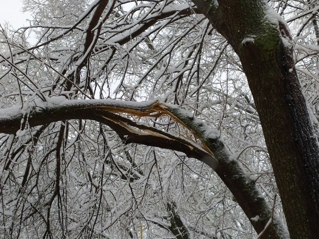 Із казки в лихо: снігопад повалив дерева та завдав одеситам збитків