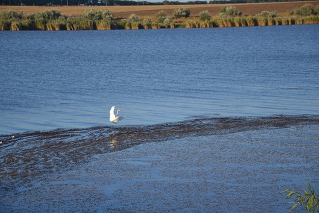Тендер на расчистку канала для спасения озер Измаильского района провалился