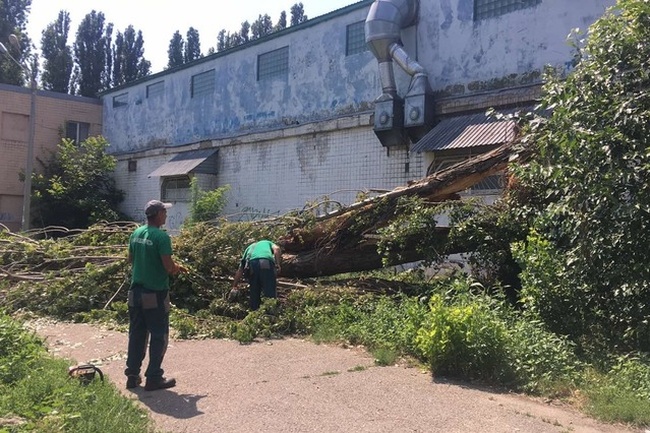 Майже 150 дерев знищила нещодавня негода в Одесі