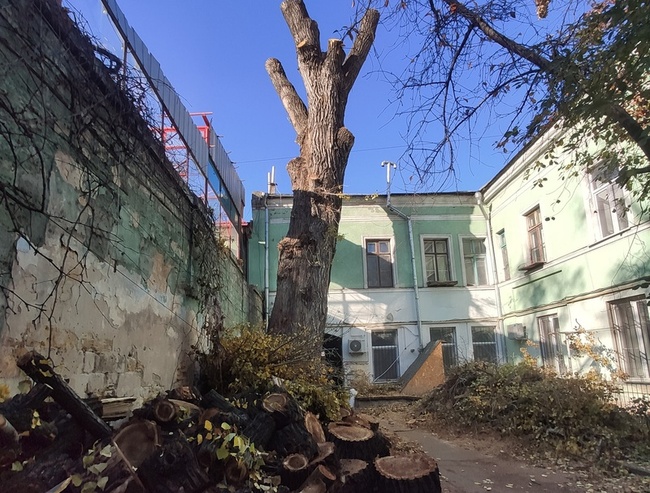 Несанкціонована обрізка одеського 163-річного дерева коштуватиме 125 тисяч
