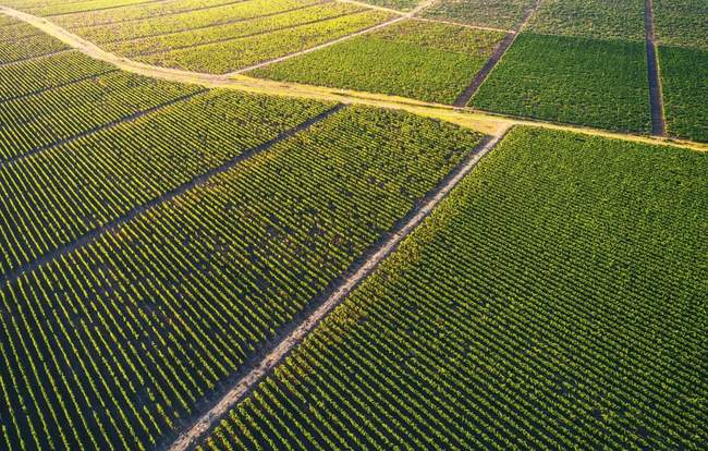 ФОТО: agropolit