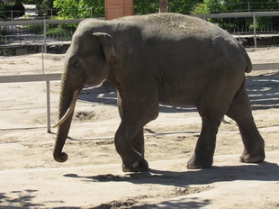 У Миколаївському зоопарку слон Шанті відзначає 16-річчя