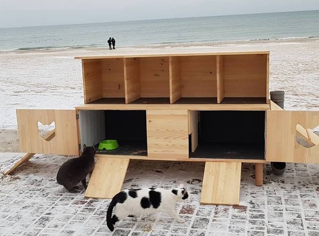 Одессит открыл на пляже пункт обогрева для котов