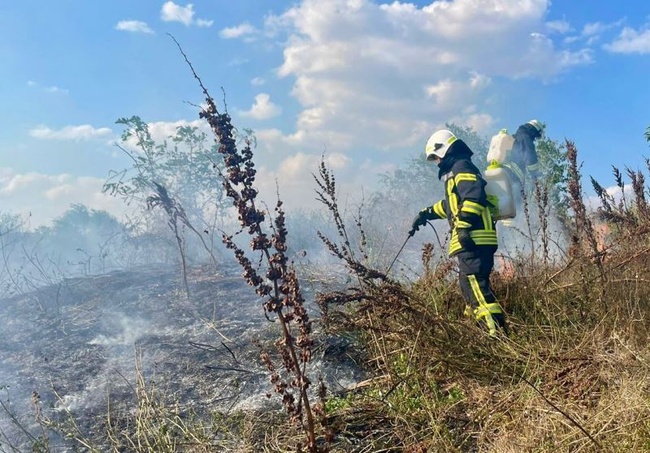 Пожежа в екосистемі. Фото: ДСНС України
