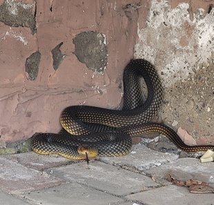 В Одесі рідкісна змія напала на директора зоопарка