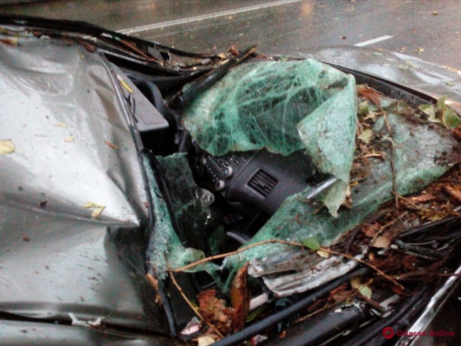 Страховики відсудили в Одеського муніципалітету понад 170 тисяч за дерево, що впало на автівку