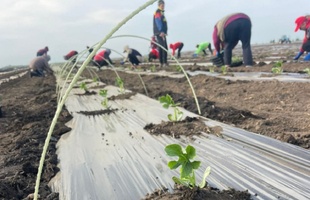 На Миколаївщині фермери висадили ранні кавуни