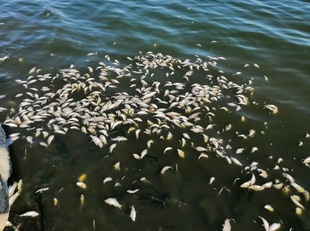 У лимані на Одещині продовжує гинути риба: екологи назвали причину, проте є нюанс