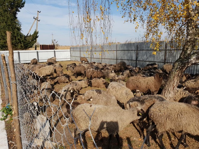 Эко-ферма в Нерубайском приняла спасенных в Черноморске овец