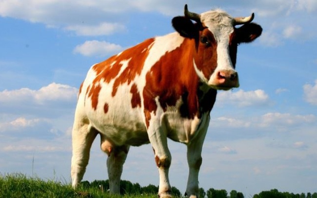 Хозяйства Одесской области получили более трех миллионов гривень дотации на содержание коров