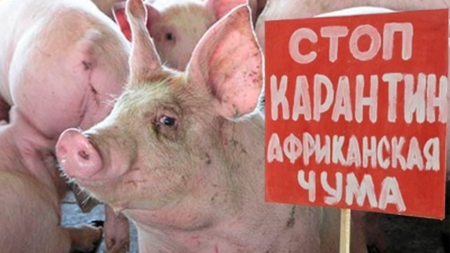 Одесская область потратила около 3 миллионов гривень на компенсацию убытков от чумы свиней