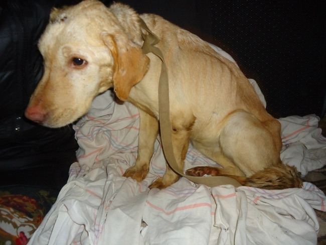 Жорстоке поводження з тваринами: у квартирі одеситки поліція знайшла 15 собак