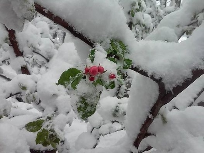 Яблони в снегу: в Одесскую область пришел снежный шторм