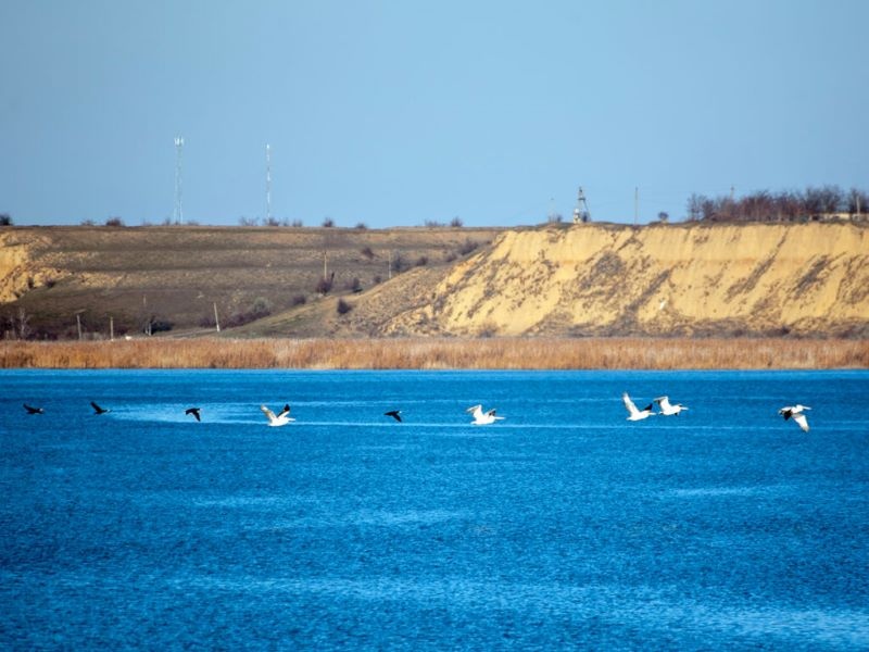 Природа реагує на війну: в пониззі озер Одещини істотно поменшало пеліканів