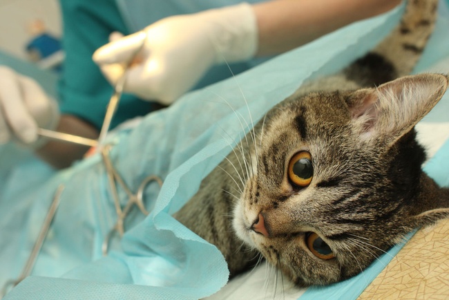 За прививки и стерилизацию беспризорных котов в трех районах Одессы заплатят 600 тысяч