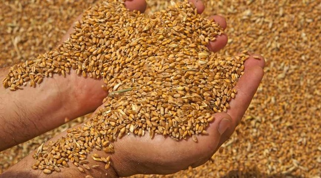 Експортерам українського зерна доведеться пожвавитись, щоб вийти на довоєнні обсяги