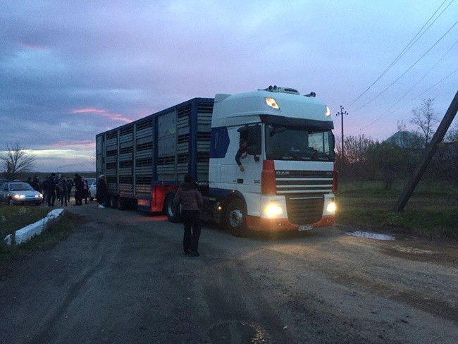 Стадо овец из Черноморского порта доставили в Винницкую область: от жажды и голода погибли более полусотни