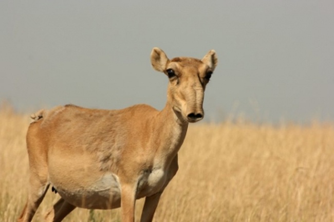На бывшем военном полигоне в Одесской области поселили антилоп