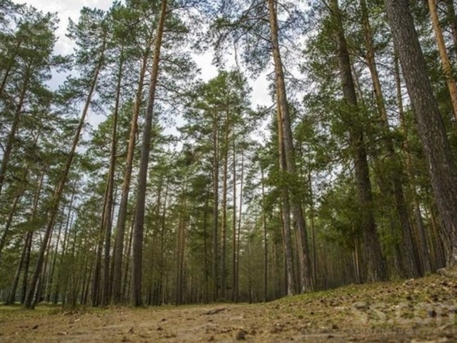 Фото: ДП "Миколаївське лісове господарство"