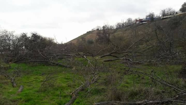 Фирма помощника нардепа спилила почти двести деревьев на склонах