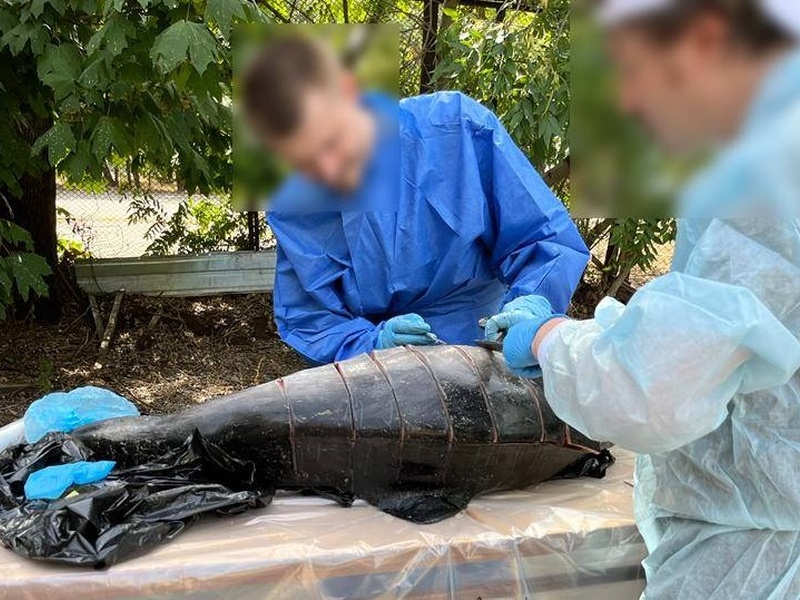 Одеські прокурори вважають загибель дельфінів в Чорному морі екоцидом