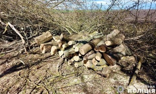 Завдали шкоди довкіллю на понад мільйон гривень: на Миколаївщині затримали "чорних" лісорубів