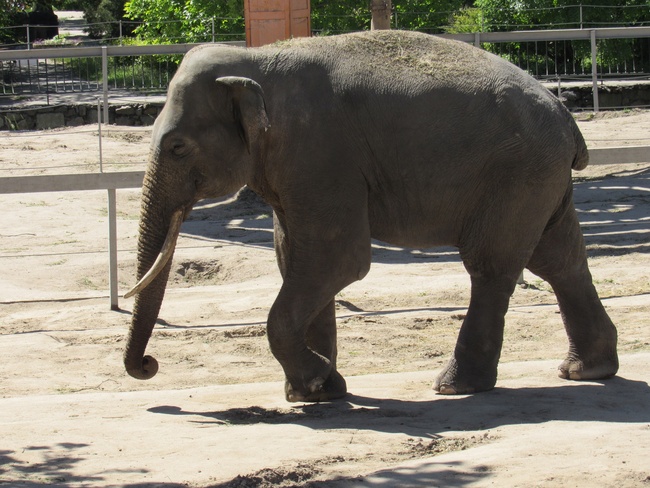 ФОТО: Миколаївський зоопарк загальнодержавного значення