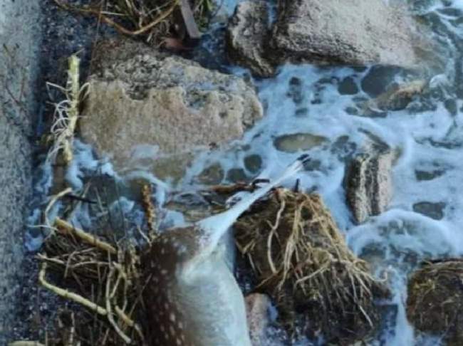 Метвого олена винесло на пляж 12 червня. Фото: Одеська мерія