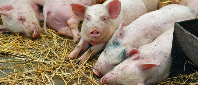 Власти Измаильского района заявили об очередной вспышке африканской чумы свиней