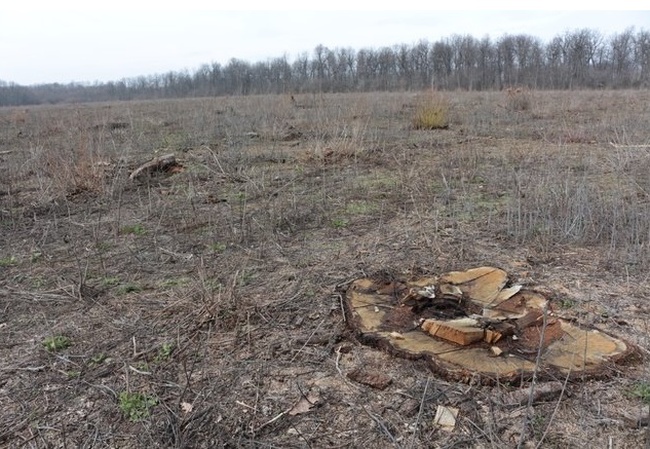 Волонтер Всемирного фонда природы заявил о вырубке леса в Савранском районе "ради картофеля"