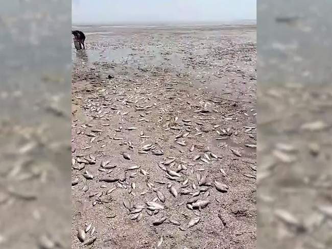 Экоцид. Скриншот из видео Сергея Лысака