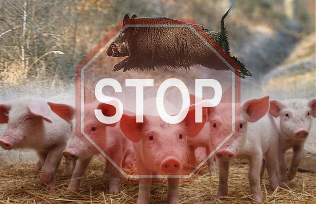 Килийский исполком задерживает выплаты пострадавшим от африканской чумы свиней фермерам