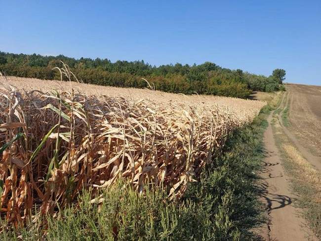 Фермерів на Одещині звинуватили у захопленні семи гектарів землі лісництва