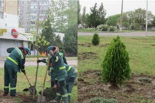 У Миколаєві висадили майже 400 нових дерев: де саме