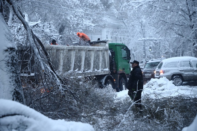 В Одесі через негоду постраждали близько 900 дерев