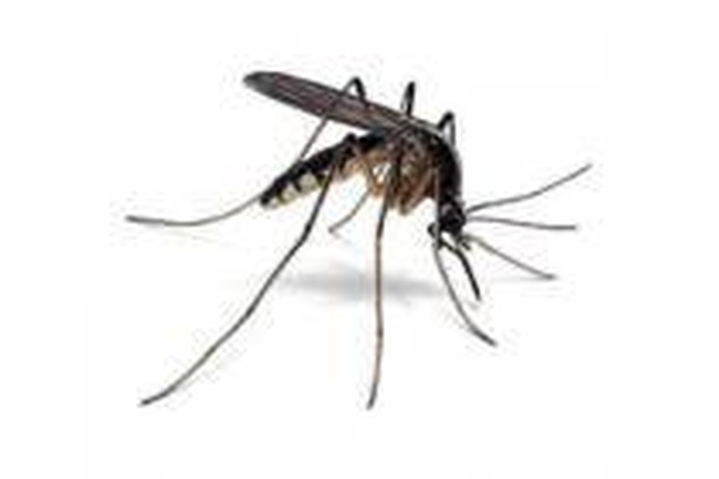 В Измаильском районе обнаружили малярию