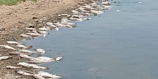 Екологічні інспектори з'ясували, що могло вбити рибу в Хаджибейському лимані