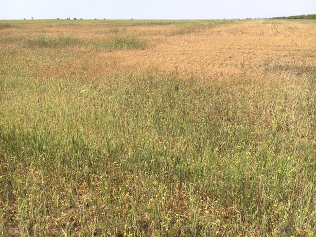 Одеським аграріям заплатять компенсацію з держбюджету до 5 тисяч за гектар загиблого від посухи врожаю