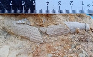 В Криму виявили голку морського їжака віком 145 мільйонів років