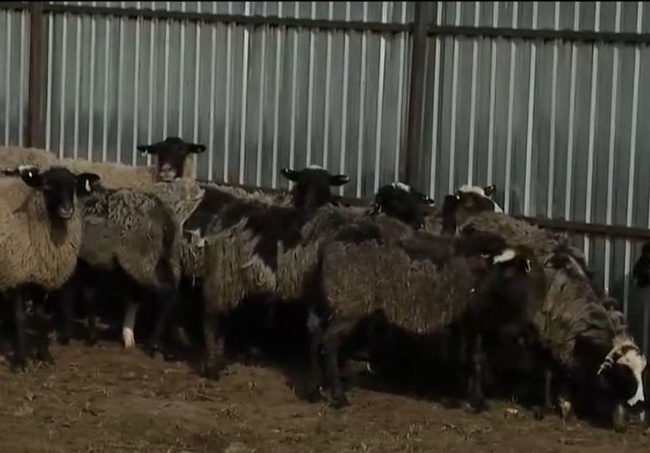 Госпродпотребслужба начала внутреннюю проверку из-за скандала с овцами в Черноморском порту