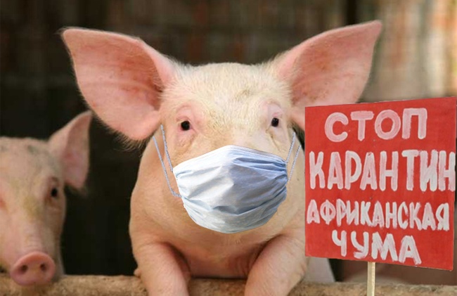 В Измаиле карантин: свиньи подлежат утилизации, а владельцы получат компенсации