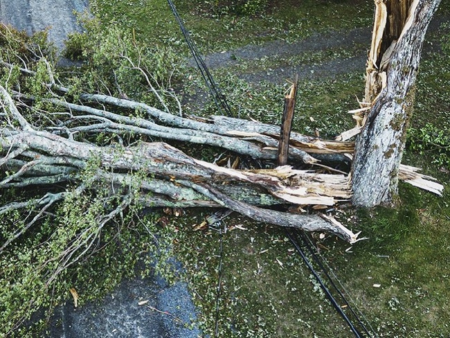 Впале дерево Фото: Суспільне