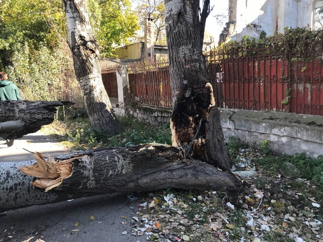 На одеських вулицях дерева впали на автівки, а одне поранило чоловіка (оновлено)