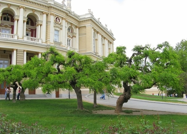 В Одессе создадут карту деревьев
