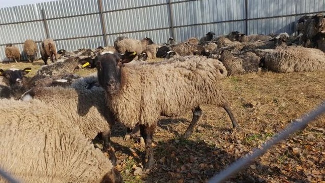 Для спасенных в Черноморске овец хотят создать эко-ферму