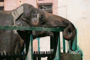 Слониха Венді в Одеському зоопарку відсвяткувала свій 44 день народження