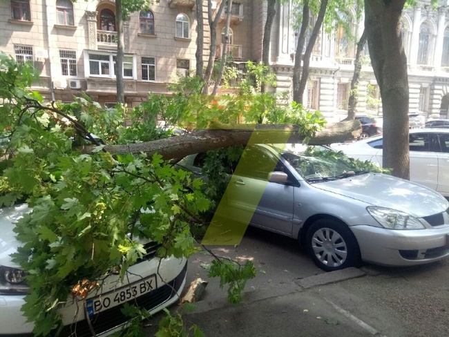 Велика гілка розтрощила дві автівки в центрі Одеси
